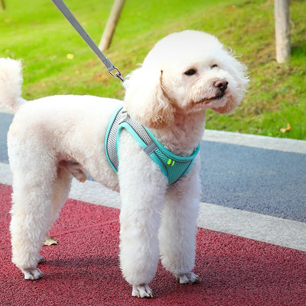SafeStride Adventure Harness